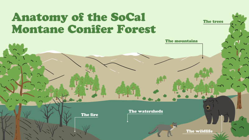 Anatomy of… The SoCal Montane Conifer Forest